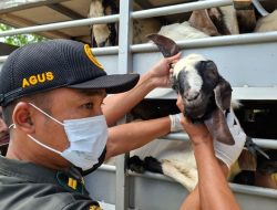 Antisipasi Wabah PPR, Barantin Tingkatkan Pengawasan Lalu Lintas Hewan Ternak di Jambi