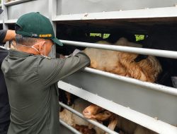 Jelang Idul Adha, Lalu Lintas Hewan Kurban di Jambi Tembus 24 Ribu Ekor
